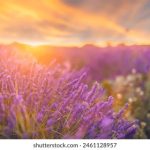 新2足球网站的优势:为何它成为球迷的首选平台 jp11wnd36a