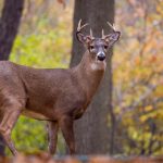 提升球速体育训练效果的科学方法与技巧分享 pugl7e5pk6