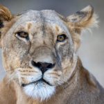 探索鸿运白菜社区:打造幸福生活的新平台 vge2mz2